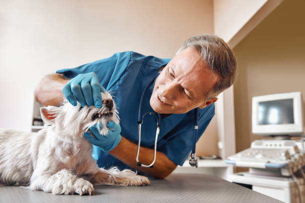 Best Emergency Tooth Extraction in Elkton, MD